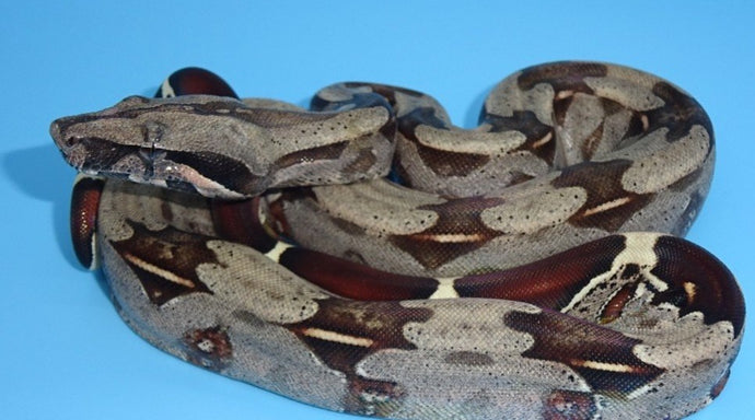 Guyana red tail boa-cb babies