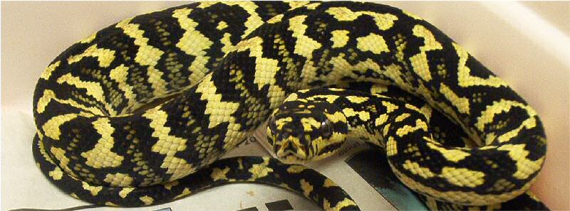 Jungle carpet python