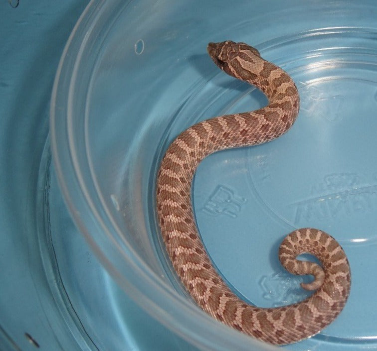 Lavender Western Hognose