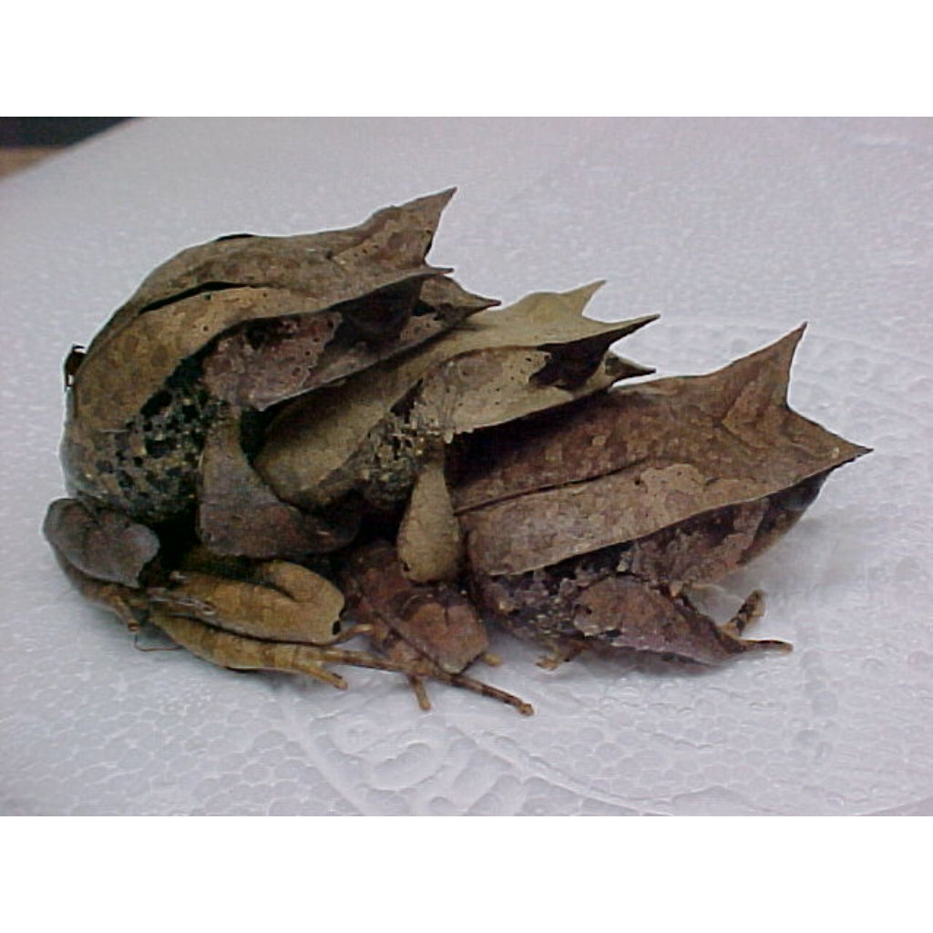 Malayan Leaf Frog – adult MALES ONLY