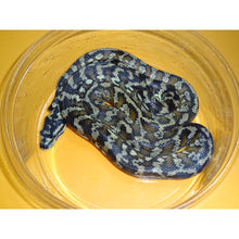 Load image into Gallery viewer, New Guinea Carpet Python – babies to juveniles