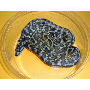 New Guinea Carpet Python – babies to juveniles