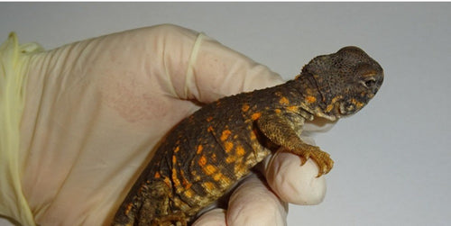 Red Niger Uromastyx  big babies