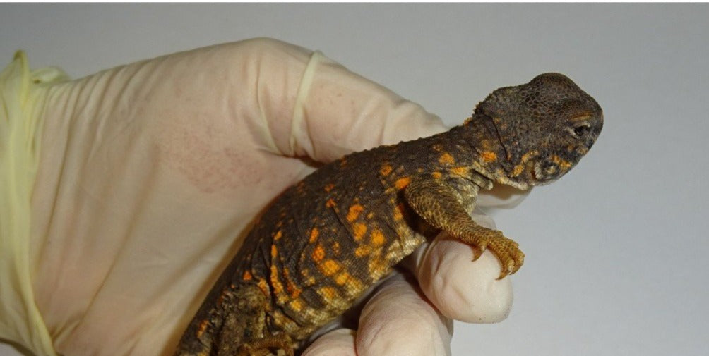 Red Niger Uromastyx  big babies