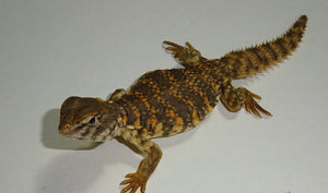 Red Niger Uromastyx  big babies