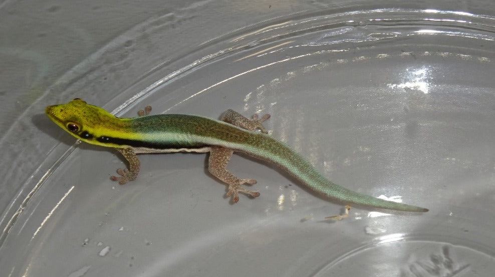 Neon Day Gecko