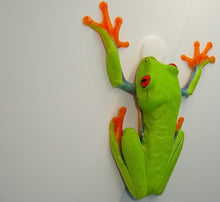 Load image into Gallery viewer, Red Eye Tree Frog – juvenile to adults