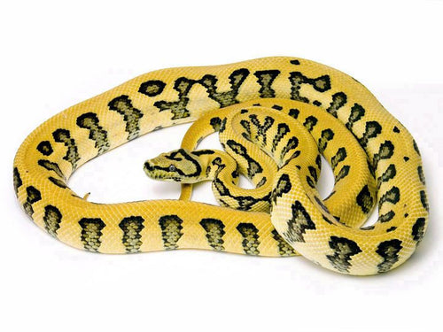 Jaguar carpet python - Baby