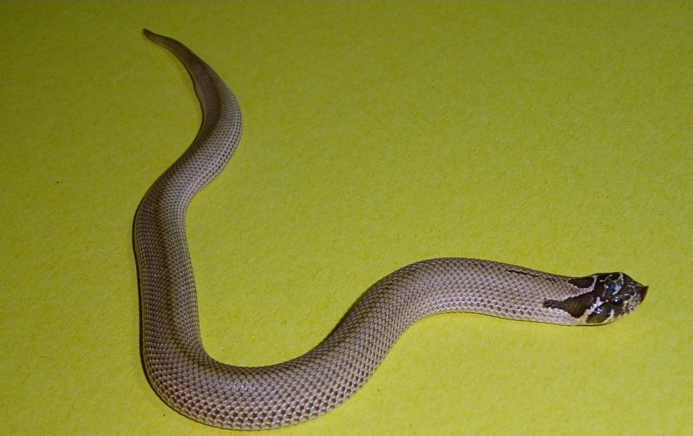 Superconda Western Hognose- baby