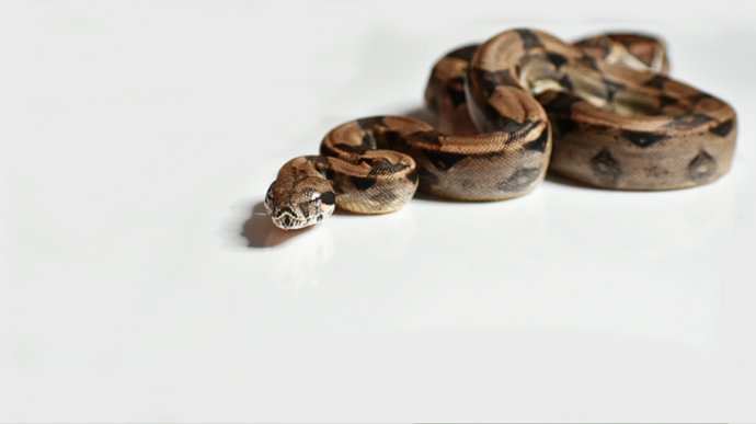 Colombian boa (CB babies)