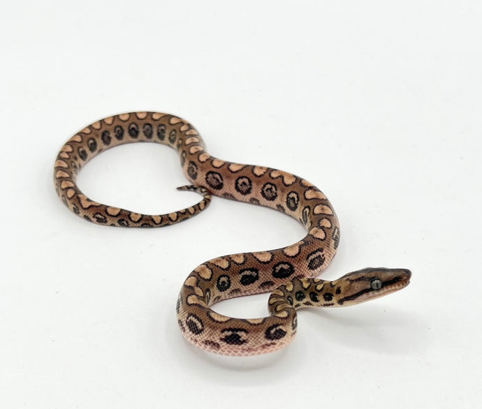 Brazilian rainbow boa (cb babies)