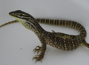 Argus Monitor