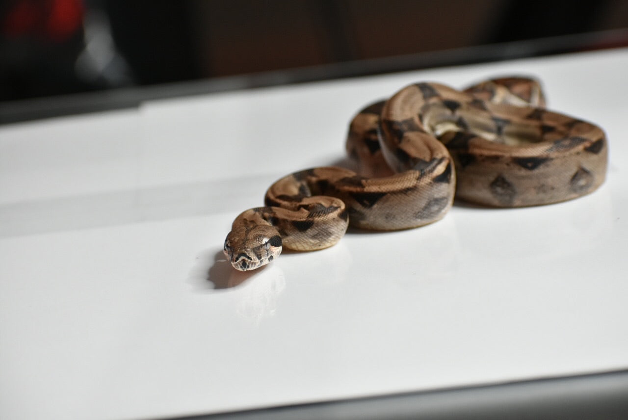 Colombian boa (CB babies)