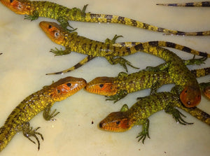 Caiman Lizard-babies