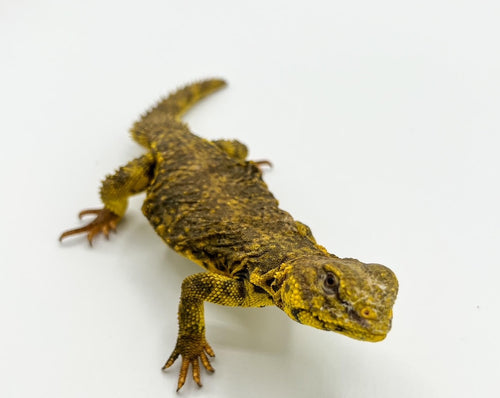 Yellow Niger Uromastyx - Baby to juvenile